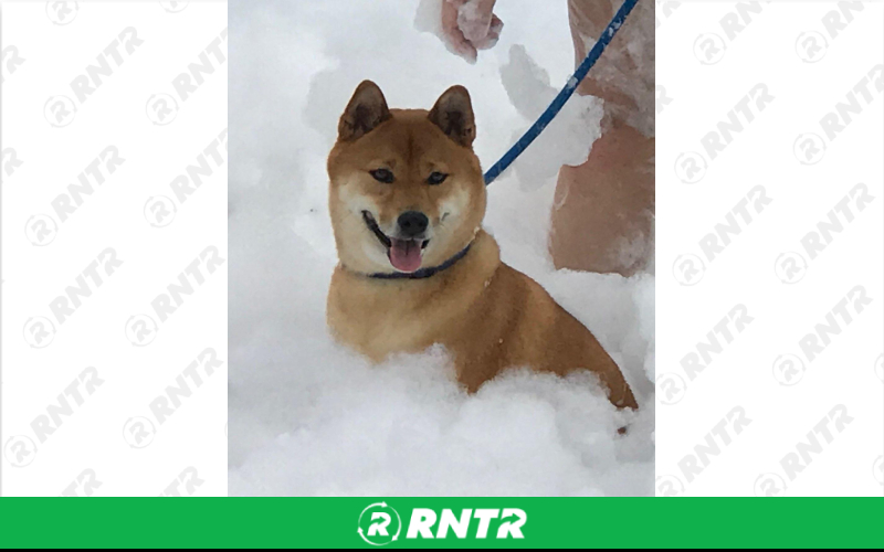 Generic Foam/Snow Cannow w/ Foam Pit – For rent in Pompano Beach, Florida – South Florida Bounce | RNTR.com – Image 2 of 3