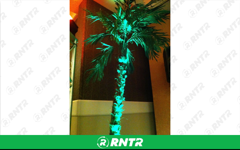 Generic Palm Trees – For rent in spokane, washington – Entertainment Warehouse | RNTR.com – Image 1