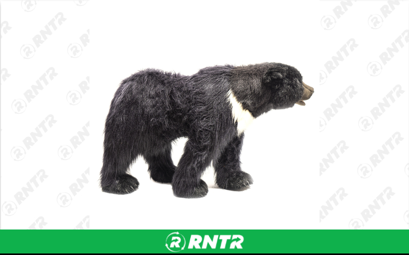 Generic Plush Black Bear Statue – For rent in Portland, Oregon – Peter Corvallis Productions | RNTR.com – Image 2 of 3