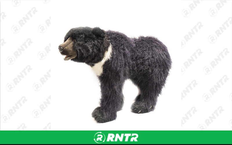 Generic Plush Black Bear Statue – For rent in Portland, Oregon – Peter Corvallis Productions | RNTR.com – Image 3 of 3