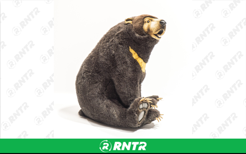 Generic Plush Sitting Brown Bear Statue – For rent in Portland, Oregon – Peter Corvallis Productions | RNTR.com – Image 1