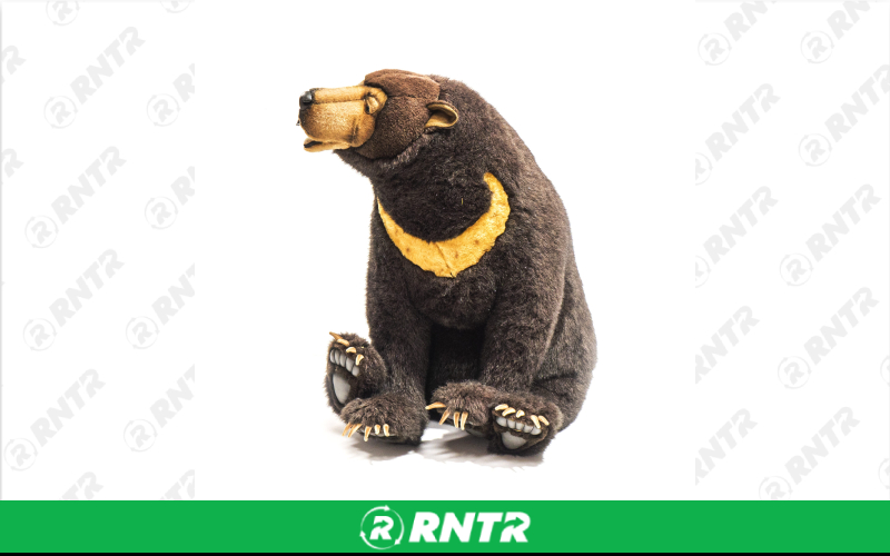 Generic Plush Sitting Brown Bear Statue – For rent in Portland, Oregon – Peter Corvallis Productions | RNTR.com – Image 2 of 3