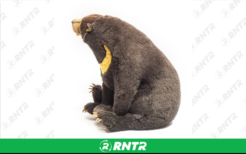 Generic Plush Sitting Brown Bear Statue – For rent in Portland, Oregon – Peter Corvallis Productions | RNTR.com – Image 3 of 3
