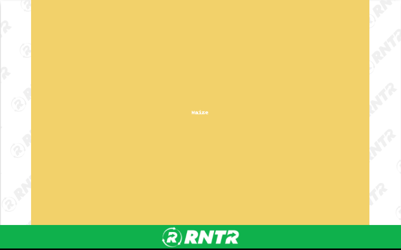 Generic Runners - Maize – For rent in New Braunfels, Texas – Hill Country Event Rentals | RNTR.com – Image 2 of 2
